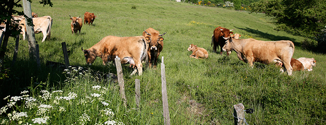 LISA-Sprachreisen-Deutsch-Deutschland-Muenchen-Alpen-Alm-Kuehe-Sommer-Wandern-Bergsteigen