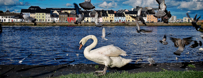 LISA-sprachreisen-englisch-galway-city-meer-Schwan-voegel-stadt-spaziergang